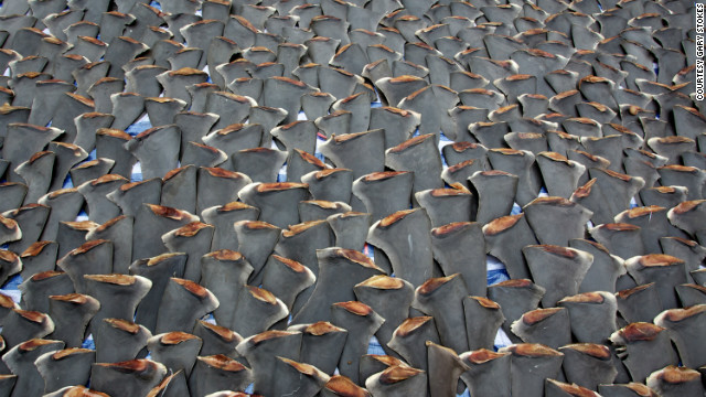 Shark finning is banned in several countries, but the trade is flourishing in Hong Kong, where the fins are used in shark fin soup, a dish considered a prestigious delicacy, and in some types of traditional Chinese medicine. Hong Kong accounts for 50% of the global shark fin trade, according to the<a href='http://www.wwf.org.hk' target='_blank'> WWF</a>.
