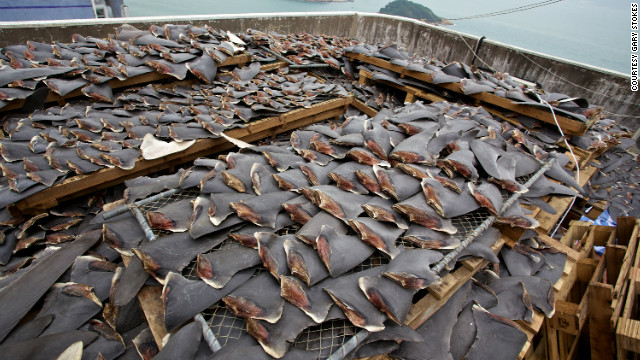 Many restaurants and hotels in Hong Kong have chosen <a href='http://www.cnn.com/2011/11/22/world/asia/hotel-shark-fin-ban/index.html' target='_blank'>not to serve shark fin soup</a>, and last year a Chinese State Council said they are planning to ban shark fin soup from being<a href='http://www.cnn.com/2012/07/03/world/asia/china-shark-fin/index.html' target='_blank'> served at official banquets</a> in China.