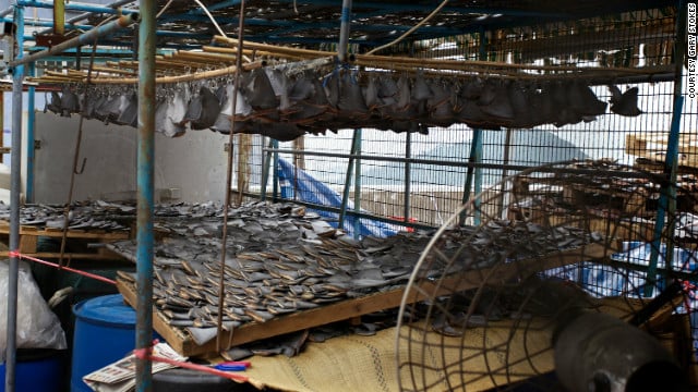 Shark fins used to be laid out to dry openly on ground level in Hong Kong, but finding another place to dry them -- out of sight of the public --might be a way for shark fin traders to avoid criticism.