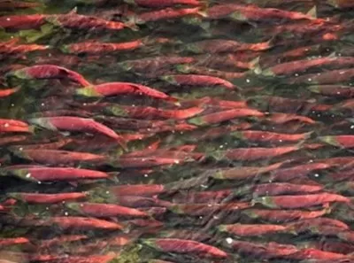 菲沙河大規模的紅鮭魚洄游情形暫未出現。（本報資料圖片）