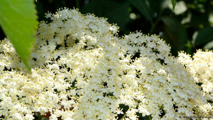 Bildergalerie essbare Blüten