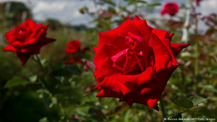 Bildergalerie essbare Blüten Rose