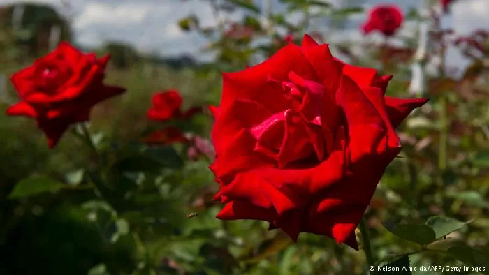 Bildergalerie essbare Blüten Rose