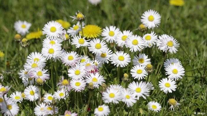 Bildergalerie essbare Blüten Gänseblümchen 