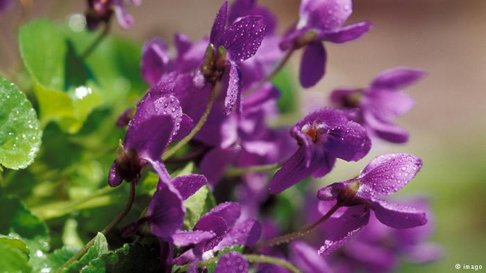 Bildergalerie essbare Blüten Veilchen