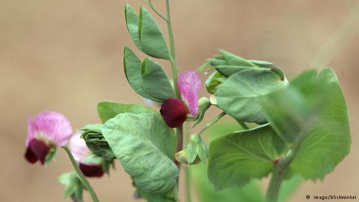 Bildergalerie essbare Blüten Futtererbse