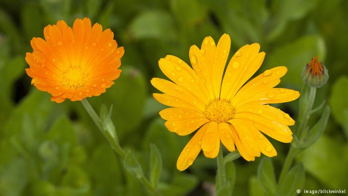 Bildergalerie essbare Blüten Ringelblume