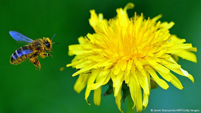 Bildergalerie essbare Blüten Löwenzahn