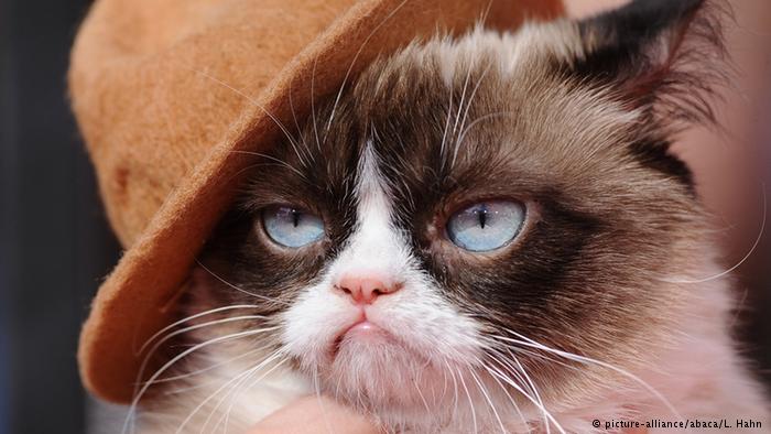 Grumpy Cat 