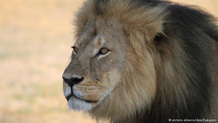 Simbabwe Cecil der Löwe 