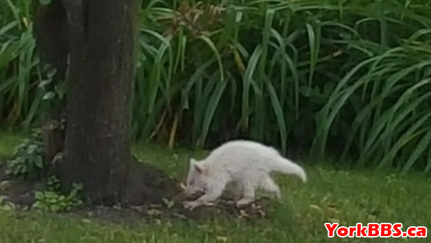 Paula Gianasi spotted this animal in her Richmond Hill backyard at the end of July.