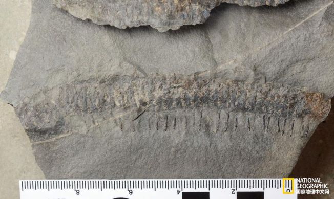 这块化石很可能是一种古代千足虫的新物种。 (取材自国家地理中文网/ANDREW MACRAE供图)