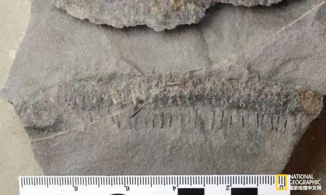 这块化石很可能是一种古代千足虫的新物种。 (取材自国家地理中文网/ANDREW MACRAE供图)