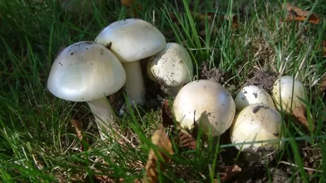 这像超市里卖的白蘑菇的“死亡帽”蘑菇含有剧毒