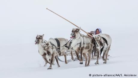 Bildergalerie | Reindeer farming in Siberia (picture-alliance/AA/S. Anisimov)