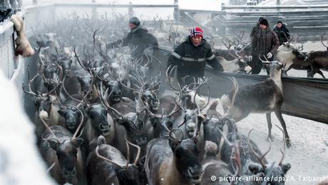 Bildergalerie | Reindeer farming in Siberia (picture-alliance/dpa/A. Taibarei)