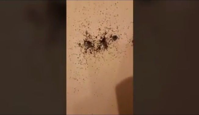 英国一屋子内，连墙壁裂缝也都是臭虫。图撷自Youtube影片