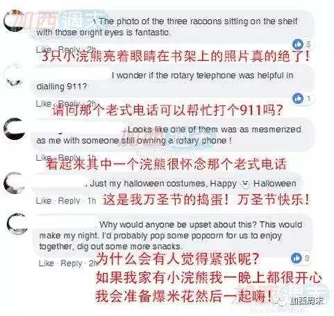 这就是温哥华! 4只小浣熊溜进西温大屋 上蹿下跳嗨翻天 浣熊妈妈赶来竟然……