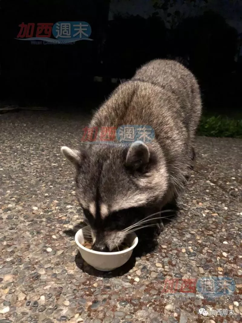 这就是温哥华! 4只小浣熊溜进西温大屋 上蹿下跳嗨翻天 浣熊妈妈赶来竟然……