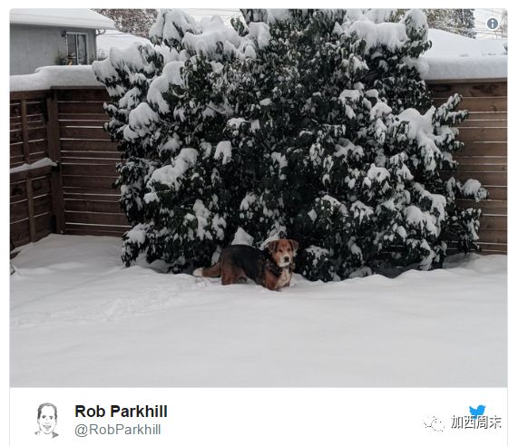 心疼！史上最强暴雪 卡尔加里全市瘫痪！BC省也遭殃 今晚开始下雪！