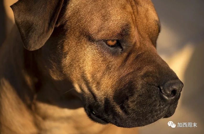 惨！西温男子散步 遭大型恶犬撕咬 浑身是血倒地不起！遛狗大妈当场逃跑！