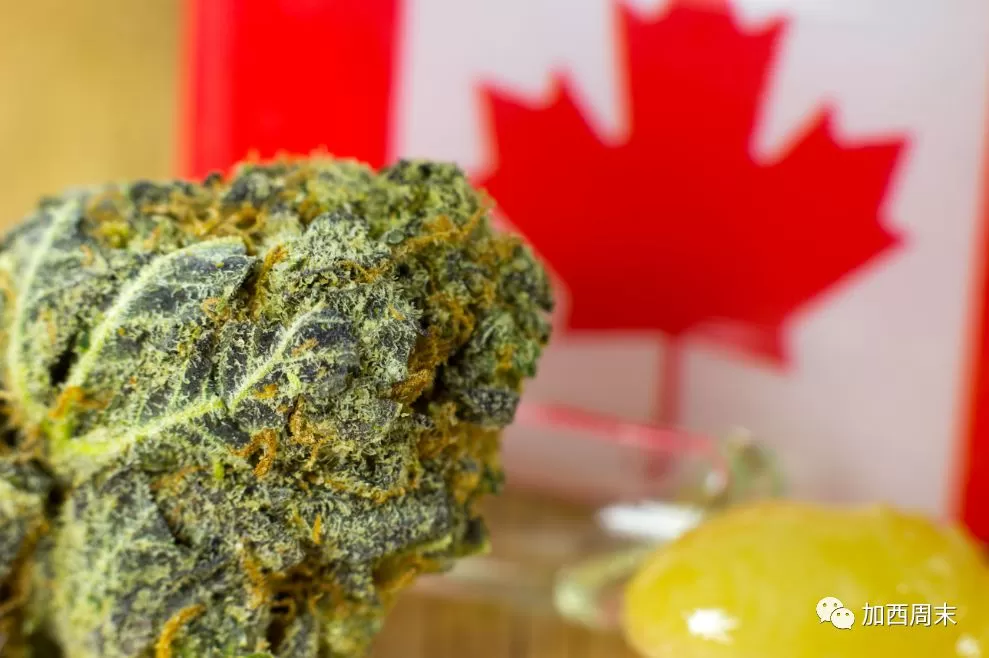 大麻来了!这些事情你一定要知道