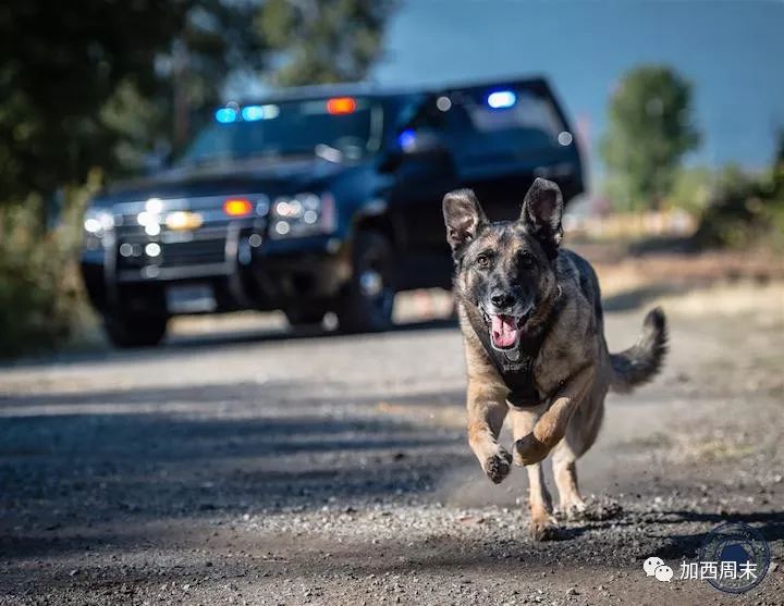 温哥华男子走在街上 竟遭警犬疯狂撕咬 警方：不好意思咬错人了