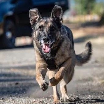 温哥华男子走在街上 竟遭警犬疯狂撕咬 警方：不好意思咬错人了