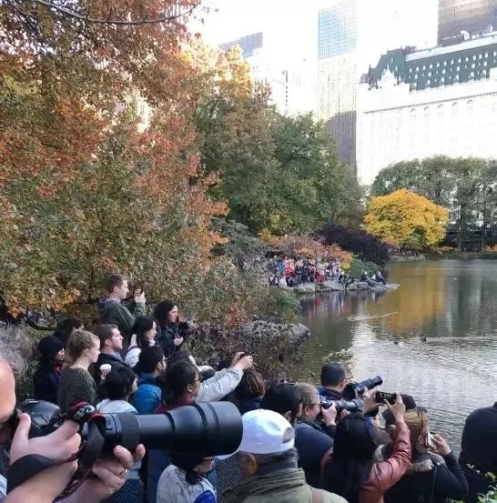 大温本拿比湖惊现最美鸳鸯！一夜变身网红鸟 惊艳老美 疯狂围观