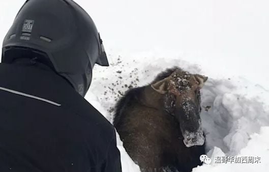 极寒天气预警! -39℃雪暴 华人区沦陷! 但这些真的暖到我了…这就是加拿大！