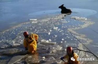 极寒天气预警! -39℃雪暴 华人区沦陷! 但这些真的暖到我了…这就是加拿大！