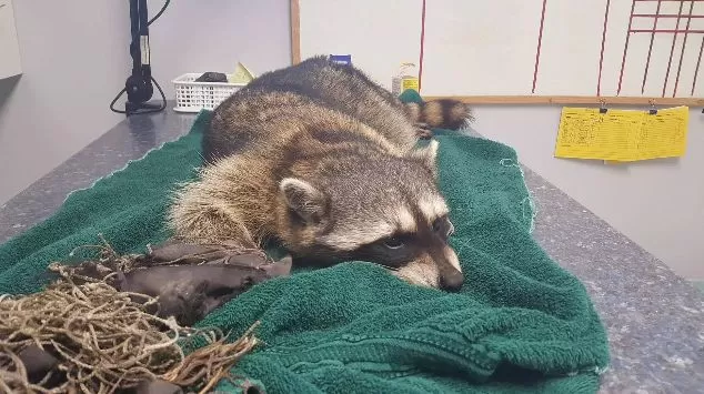 这只小浣熊哭了一整晚 温哥华屋主竟在院子里放这东西 浣熊咬断自己爪子只为……