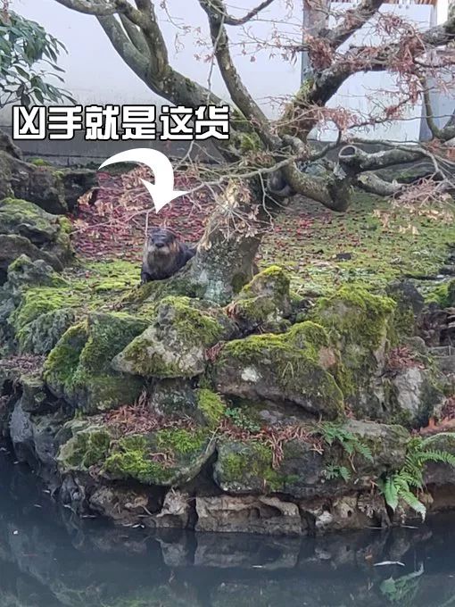 救救温哥华锦鲤吧！加拿大国宝偷吃中山公园10条锦鲤 50岁锦鲤王生死未卜