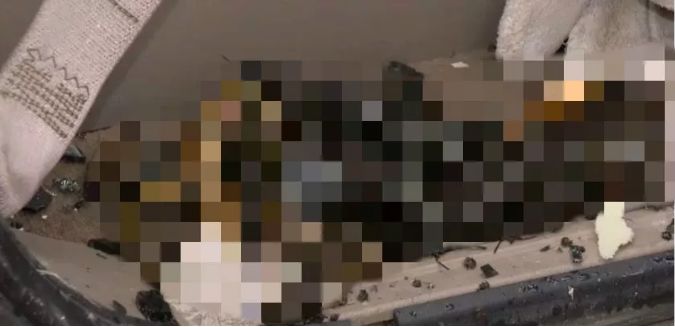 太惨! 加拿大母女自家门口被熊活活咬死 女子被熊拖走后 尸体遭5头熊分食!