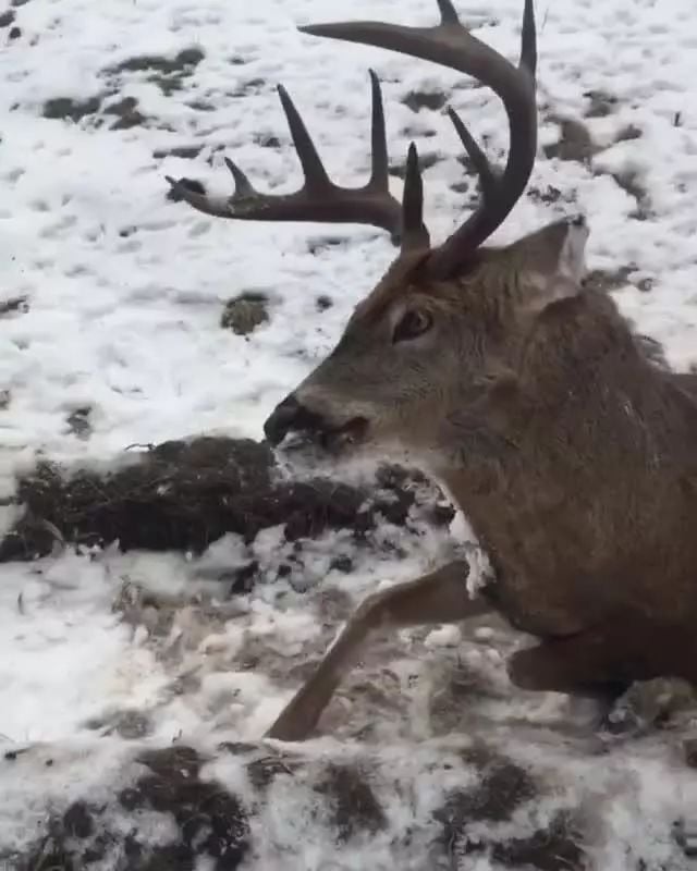 温哥华这周末要下雪 最低-4℃! 加拿大全国天寒地冻 牡鹿被冻成标本