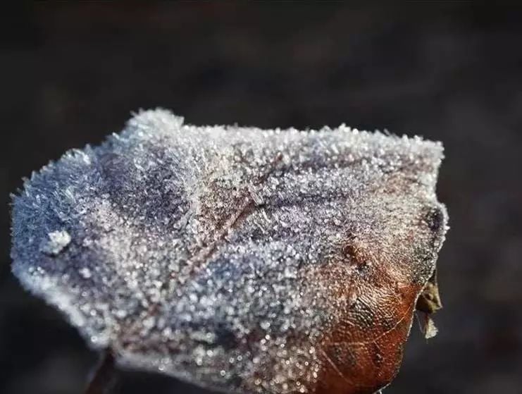 温哥华这周末要下雪 最低-4℃! 加拿大全国天寒地冻 牡鹿被冻成标本