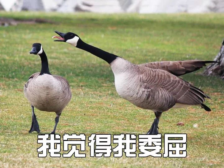 因为这事 加拿大鹅遭抵制 股价3天暴跌16% 明星“鹅”跌落神坛变黑天