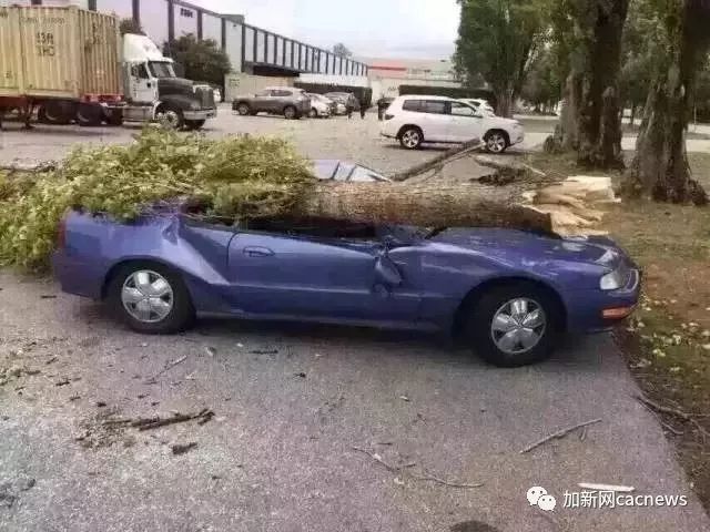 预警! 大温狂风暴雨升级! 2600户停电 BC渡轮停运 最高风速90km/h 出行注意这些