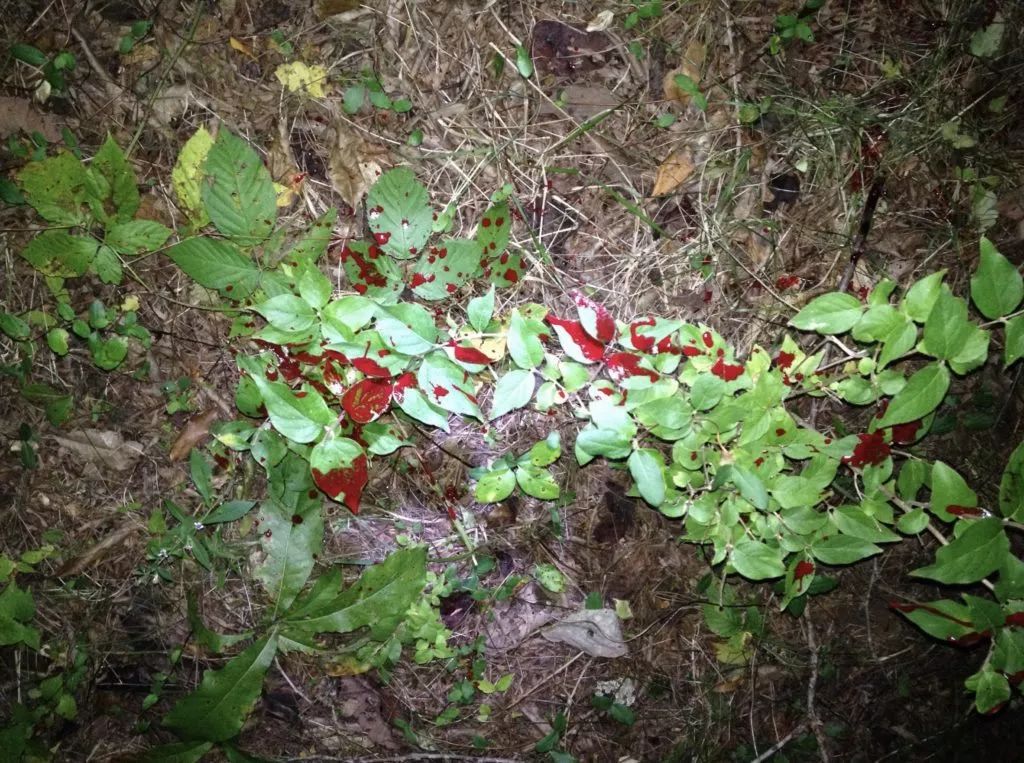 惨烈! 女子自家门口遭黑熊撕咬 拖行至森林深处凌虐 身后留下100米血路！