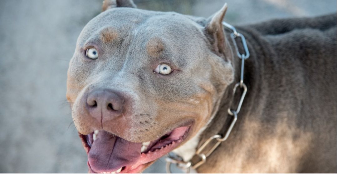 可怕! 温哥华3岁女童当街遭恶犬撕咬 浑身是血! 妈妈目睹全程 尖叫痛哭!