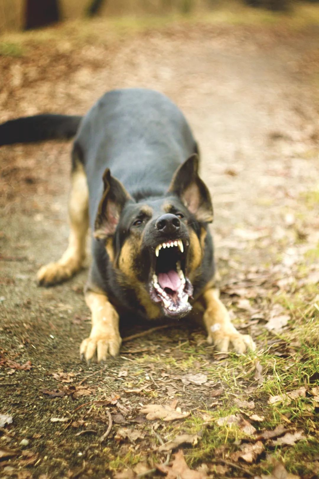 可怕! 温哥华3岁女童当街遭恶犬撕咬 浑身是血! 妈妈目睹全程 尖叫痛哭!