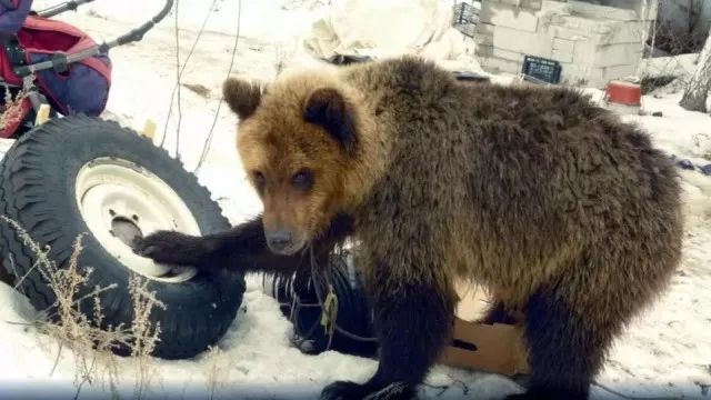 恐怖! 男子自家后院被巨熊咬死 惨遭啃食 只剩一具白骨 雪地被鲜血染红!