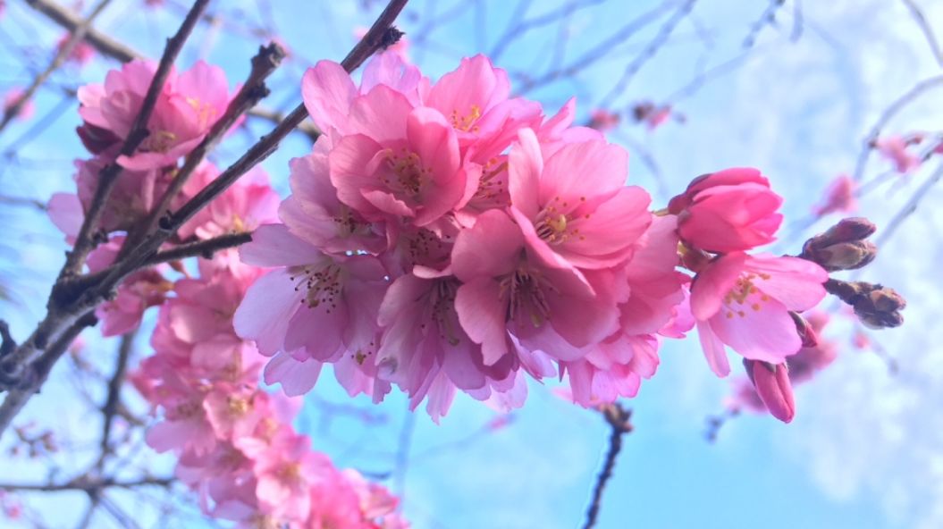 一夜之间 BC樱花开疯了! 东部极寒暴雪 西岸春暖花开 这就是加拿大