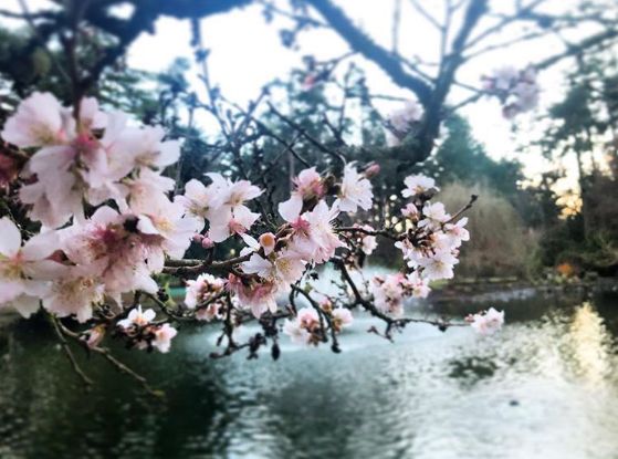 一夜之间 BC樱花开疯了! 东部极寒暴雪 西岸春暖花开 这就是加拿大