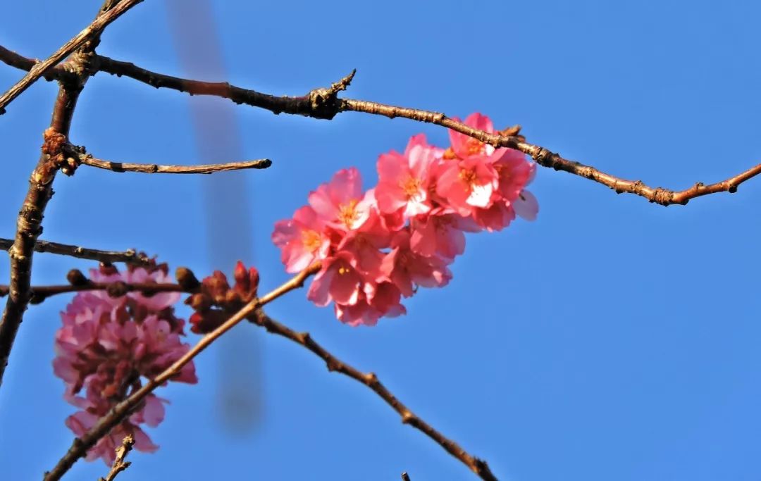 一夜之间 BC樱花开疯了! 东部极寒暴雪 西岸春暖花开 这就是加拿大