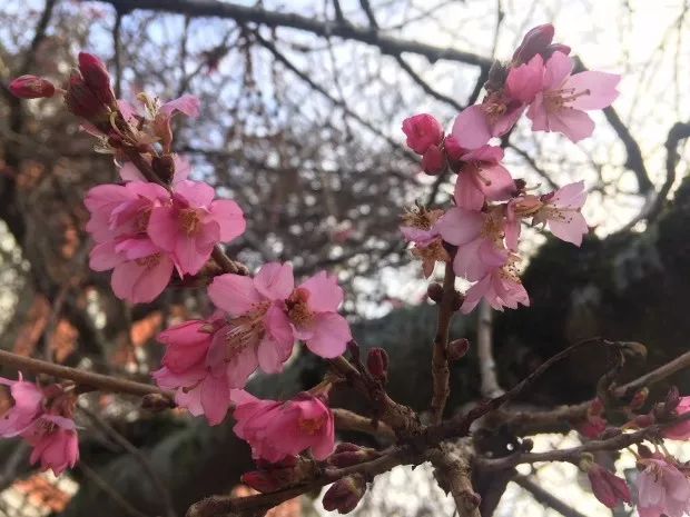 一夜之间 BC樱花开疯了! 东部极寒暴雪 西岸春暖花开 这就是加拿大