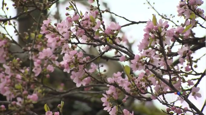 一夜之间 BC樱花开疯了! 东部极寒暴雪 西岸春暖花开 这就是加拿大