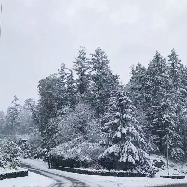 极寒警报拉响！暴雪袭击温哥华 -20℃+90km妖风之下 今夜将成噩梦！