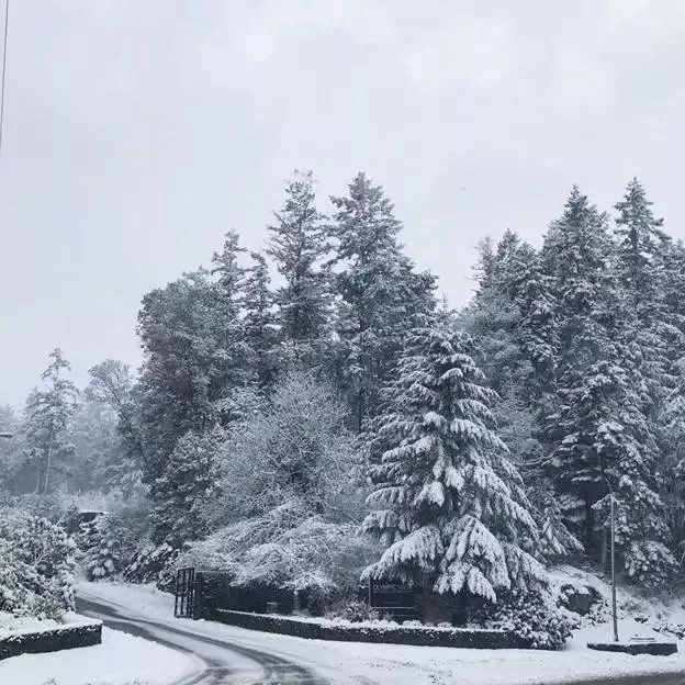极寒警报拉响！暴雪袭击温哥华 -20℃+90km妖风之下 今夜将成噩梦！