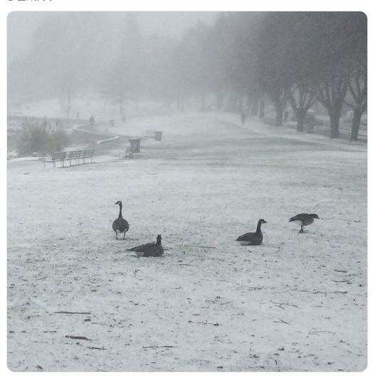 下大雪了 温哥华都疯了 下周有5天下雪 你准备好了吗